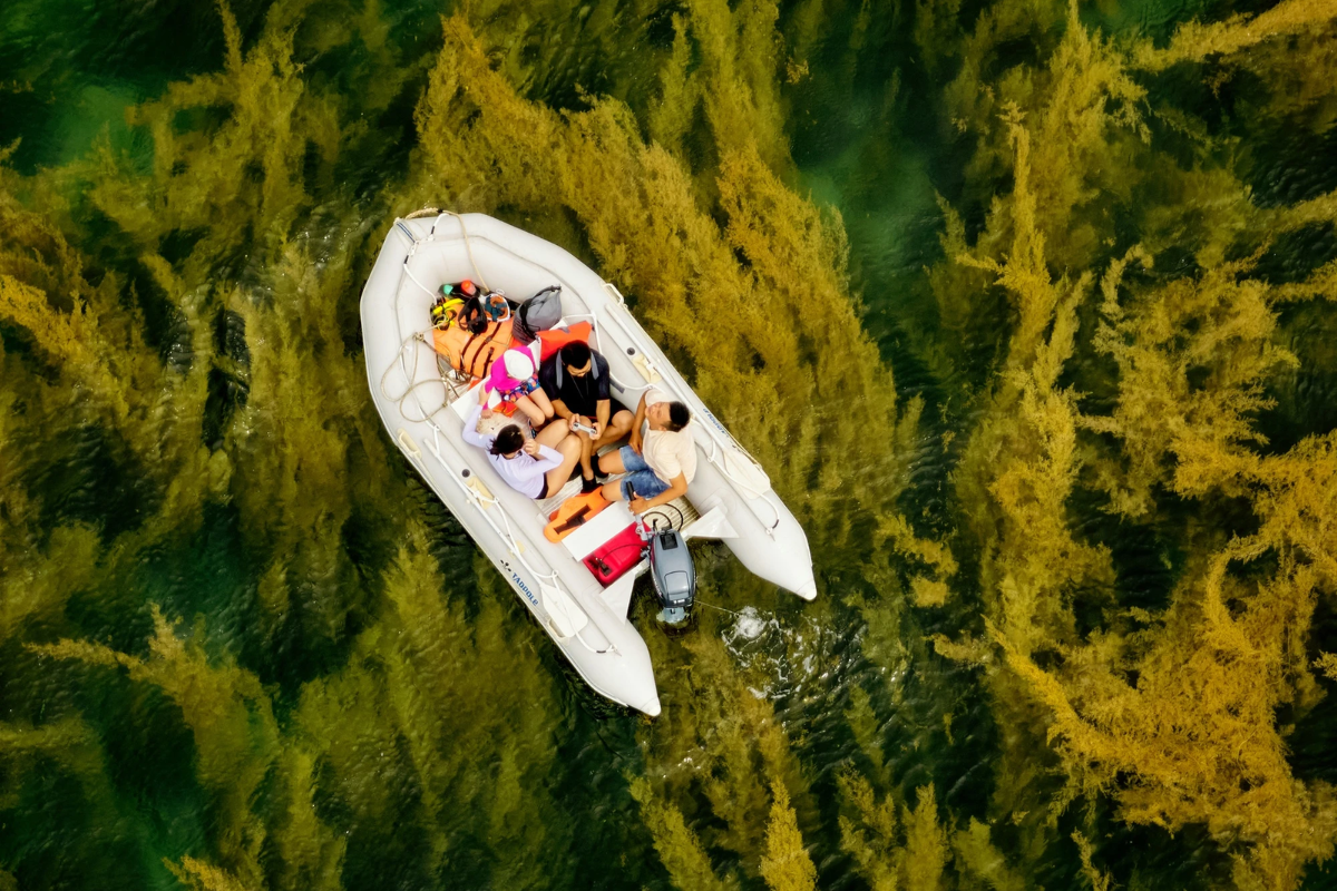 Tourists kayaking through seaweed forests in the clear waters of Dam Tre Bay